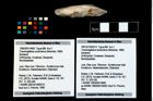 Foto (Objekt + Etikett) von Cracensigillatus acutirostrus (Moericke, 1889)  (NHMW-GEO-1990-0041-4683)